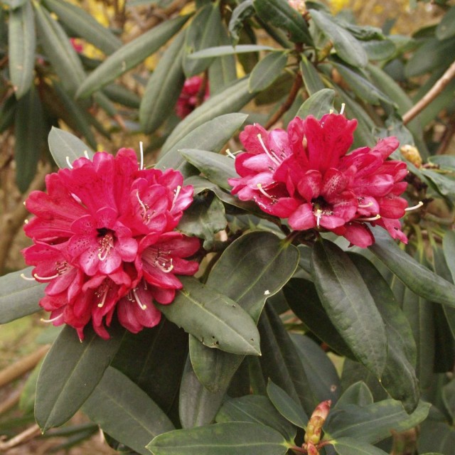 Rhododendron - 髯花杜鵑