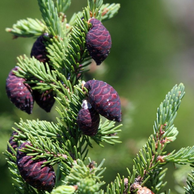 Black Spruce-黑雲杉