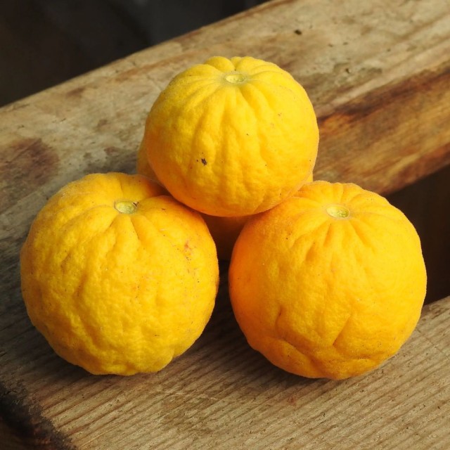 Bitter Orange -苦橙