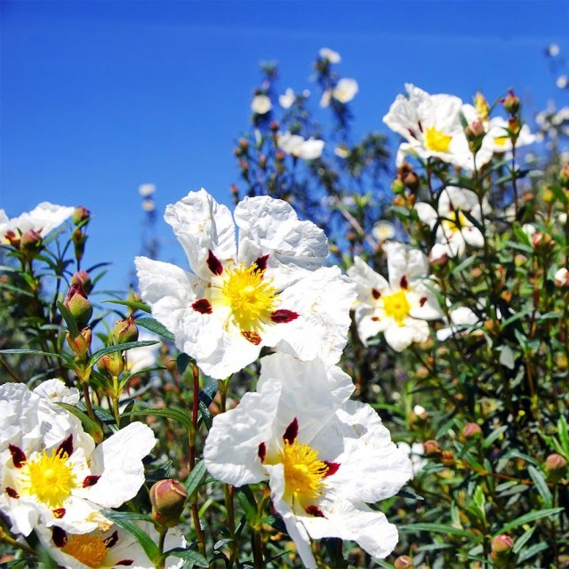 Cistus-岩玫瑰精油