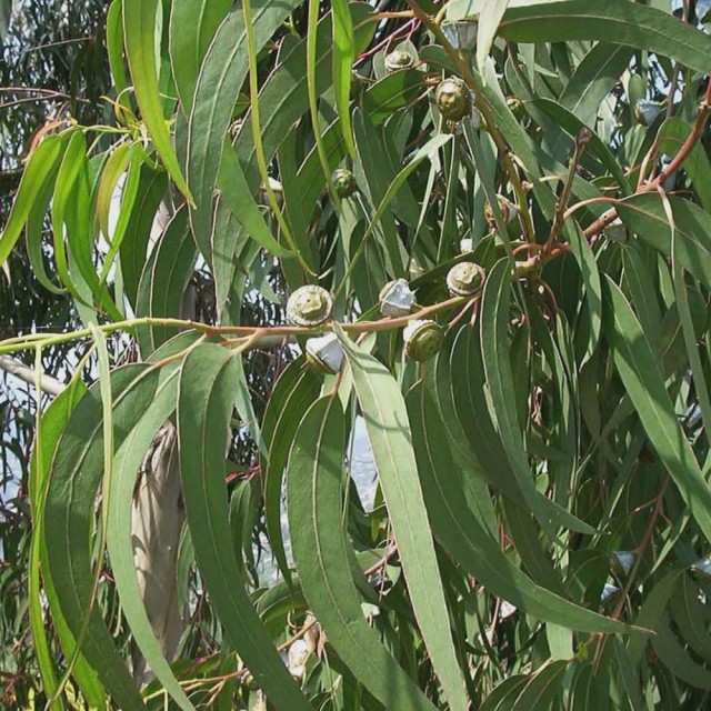 Eucalyptus-尤加利(藍桉)