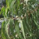Eucalyptus-尤加利(藍桉)