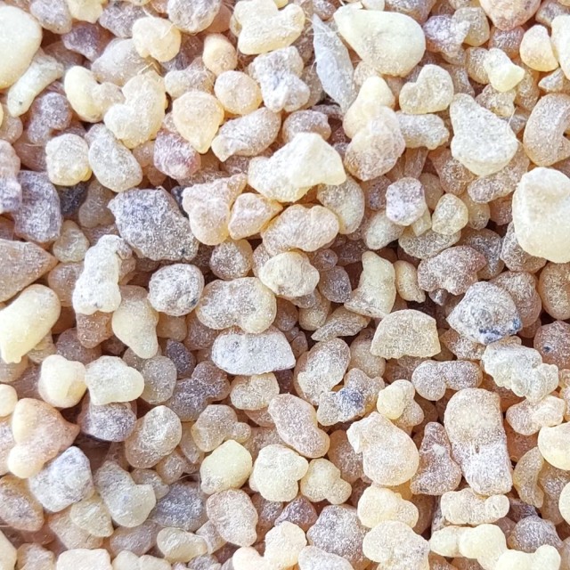 Frankincense-serrata-乳香精油