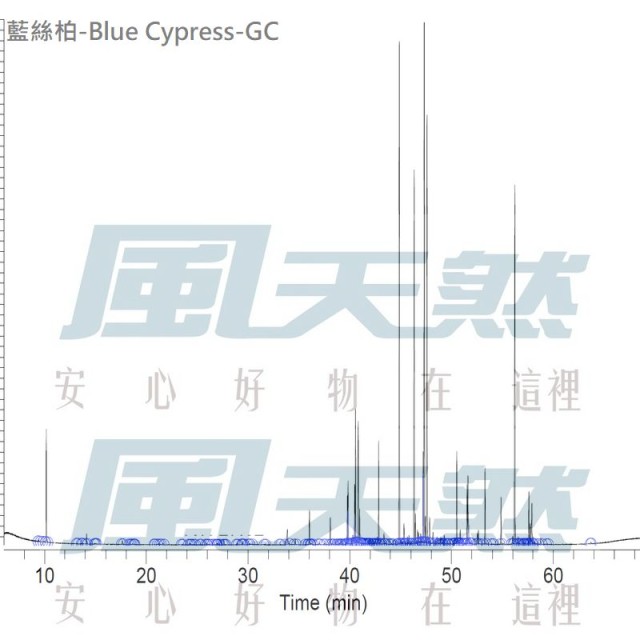 暫時停售 - Blue Cypress-澳洲藍絲柏