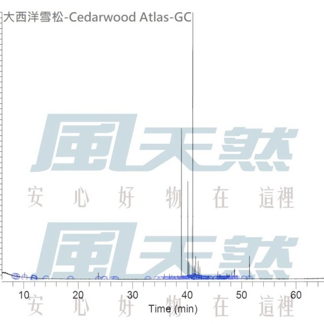 Cedarwood-Atlas-大西洋雪松