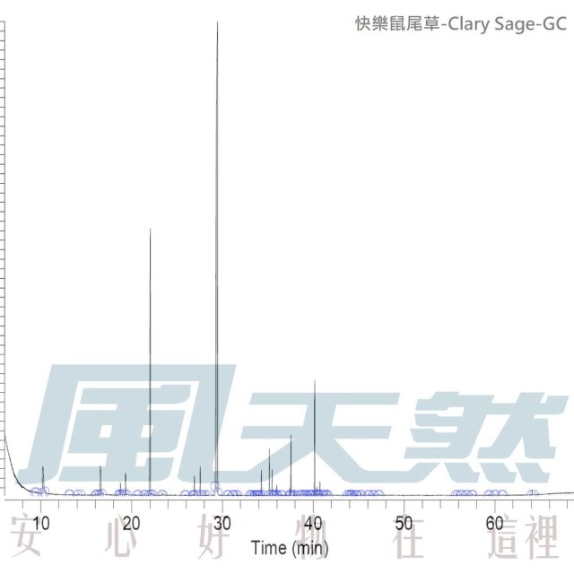 Clary Sage-快樂鼠尾草