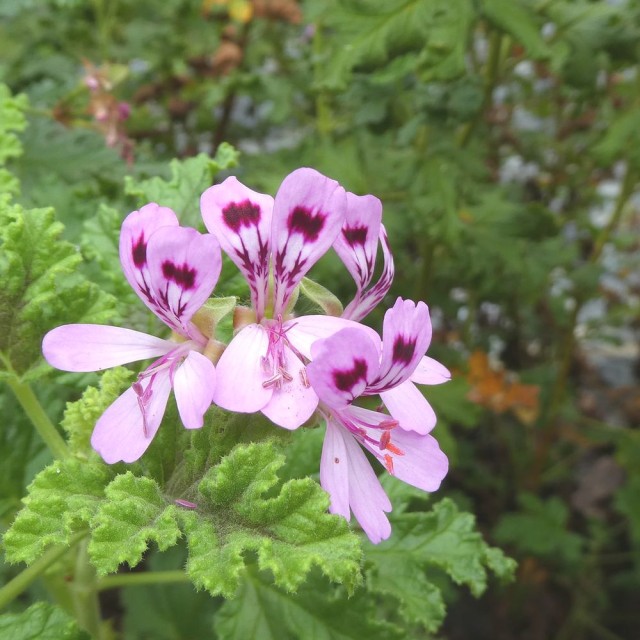 Geranium-天竺葵