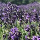Lavender-保加利亞真薰衣草