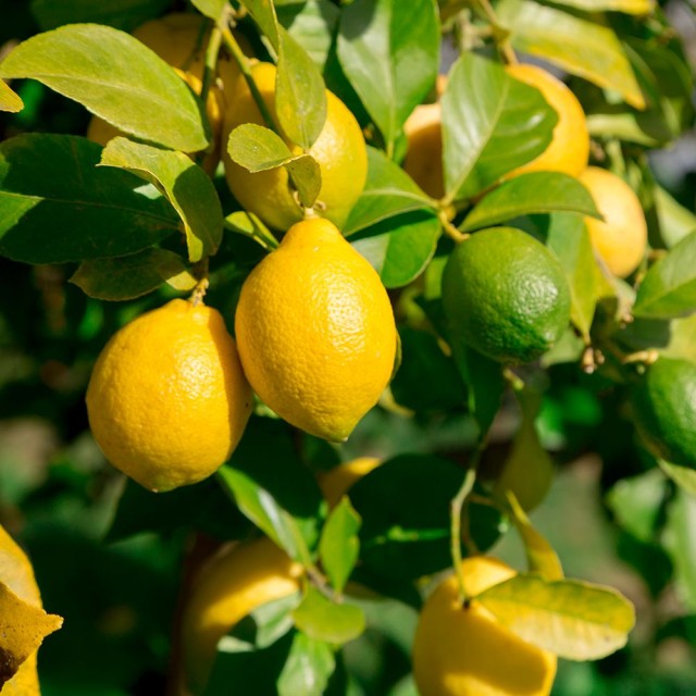 Lemon-檸檬