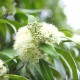 Lemon Myrtle-澳洲檸檬香桃木