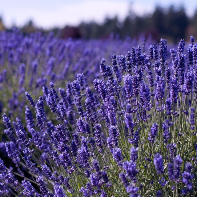 Lavender-Maillette 法國真薰衣草