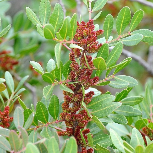 暫時停售 - Mastic-熏陸香