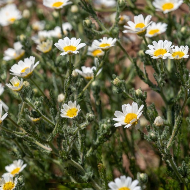 Moroccan Chamomile - 摩洛哥洋甘菊