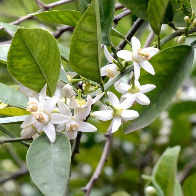 Neroli-橙花精油