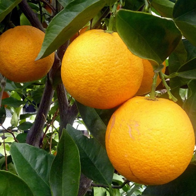 Orange-Sweet-甜橙