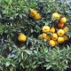 Petitgran-苦橙葉