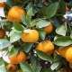 Petitgrain Mandarin - 桔葉