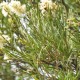 Rosalina-澳洲沼澤茶樹