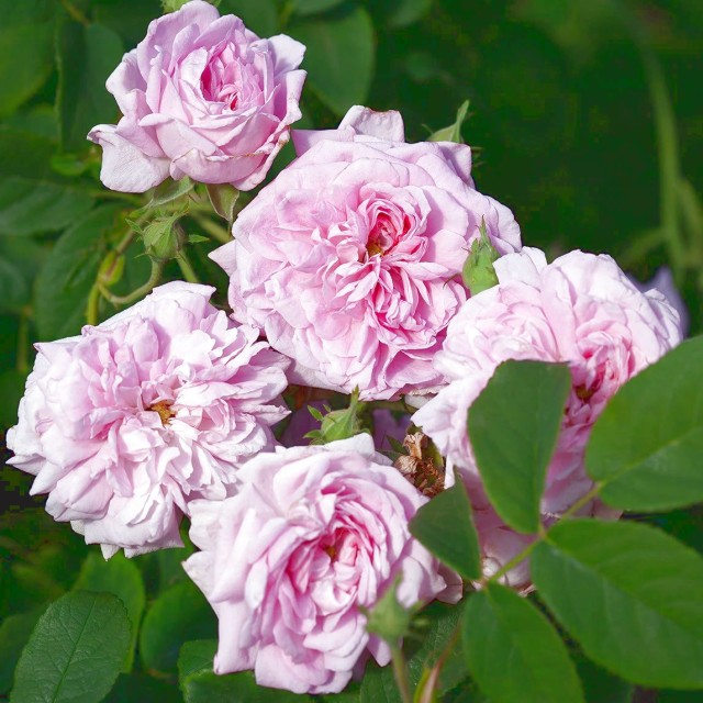 暫時停售 - Rose-otto-保加利亞玫瑰