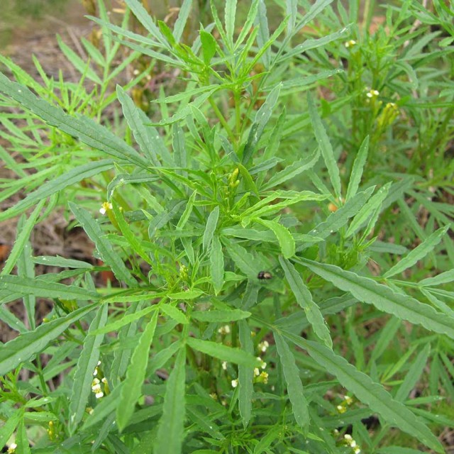 Tagetes-萬壽菊