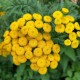 Tansy Blue  - 藍艾菊