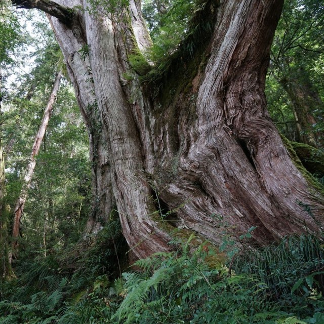 Taiwan Red Cypress 台灣紅檜