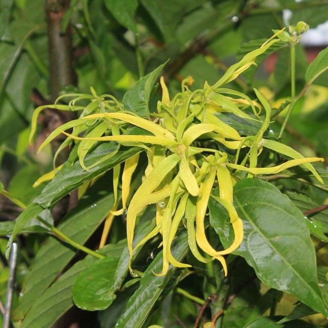 Ylang-comp 完全依蘭